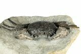Cretaceous Fossil Crab (Avitellmessus) - Mississippi #350879-2